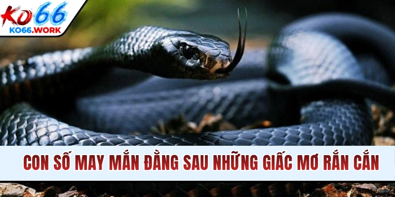 Con số may mắn đằng sau những giấc mơ rắn cắn