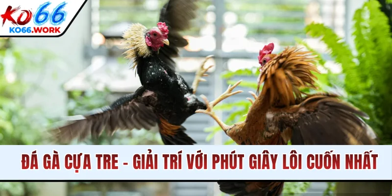 Đá Gà Cựa Tre - Giải Trí Với Những Phút Giây Lôi Cuốn Nhất