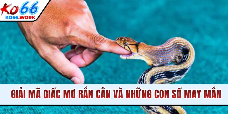 Giải mã giấc mơ rắn cán và những con số may mắn