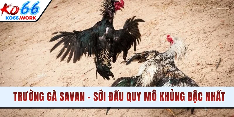 Trường Gà Savan - Sới Đấu Quy Mô Khủng Bậc Nhất Châu Á
